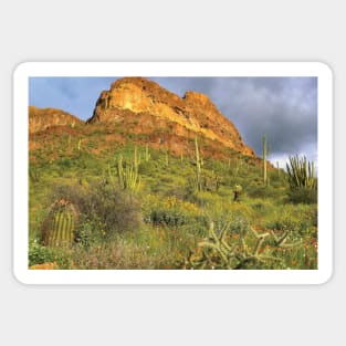 Organ Pipe Cactus Organ Pipe Cactus National Monument Sonoran Desert Sticker